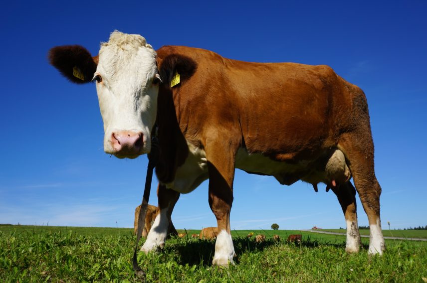 Pets de vache, un vent de colère en Nouvelle-Zélande