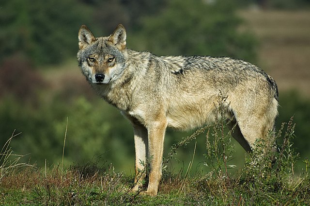 Haro sur le loup